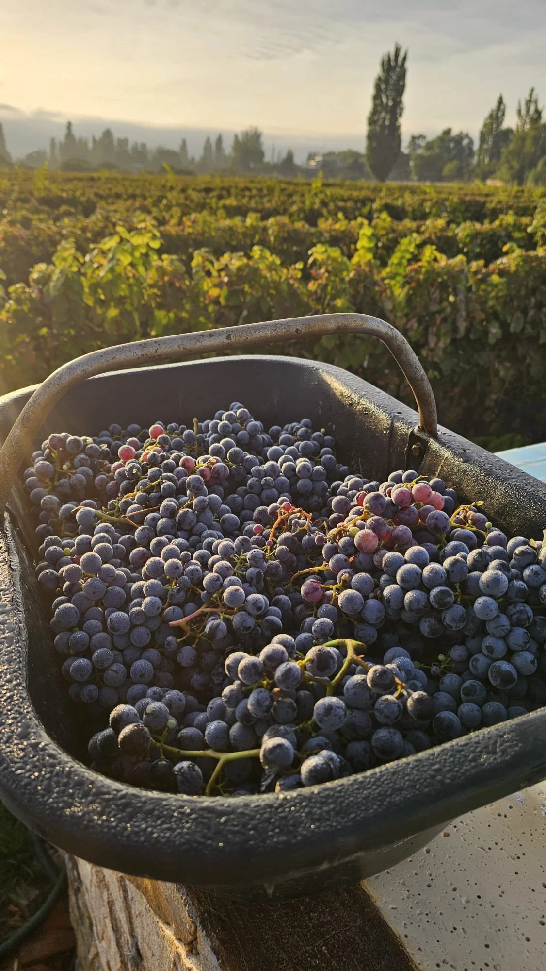 Un cajón negro con uvas recién cosechadas, apoyado sobre una superficie de piedra. Detrás se extiende el viñedo con hileras de vides y álamos altos, al atardecer.